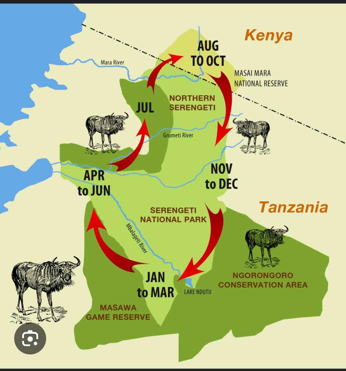 
THE GREAT MIGRATION IN THE MASAI MARA
