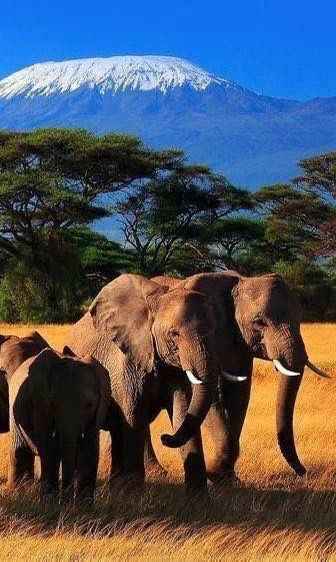 
Amboseli National Park