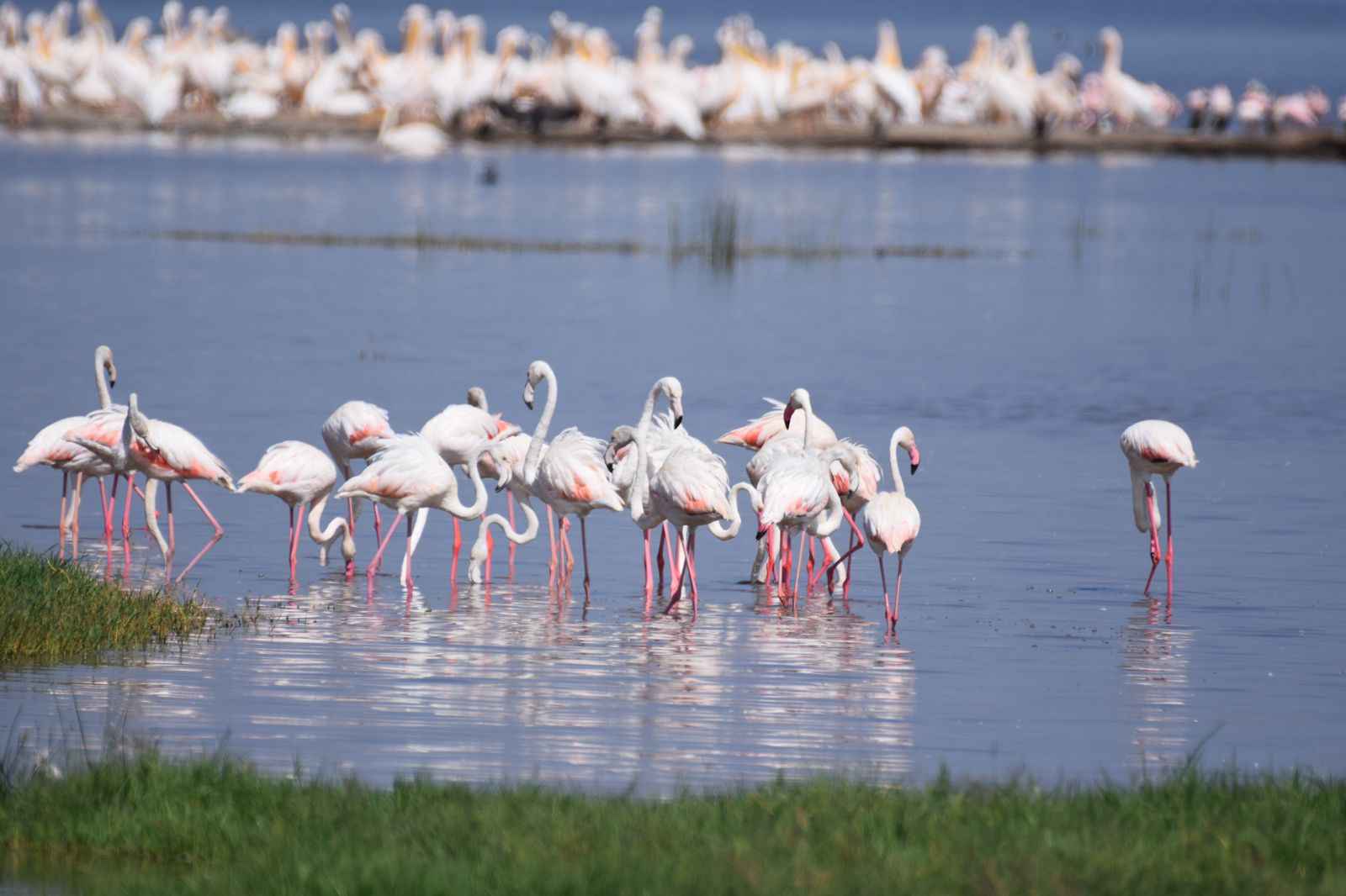 FLAMINGOS IN LAKE NAKURU