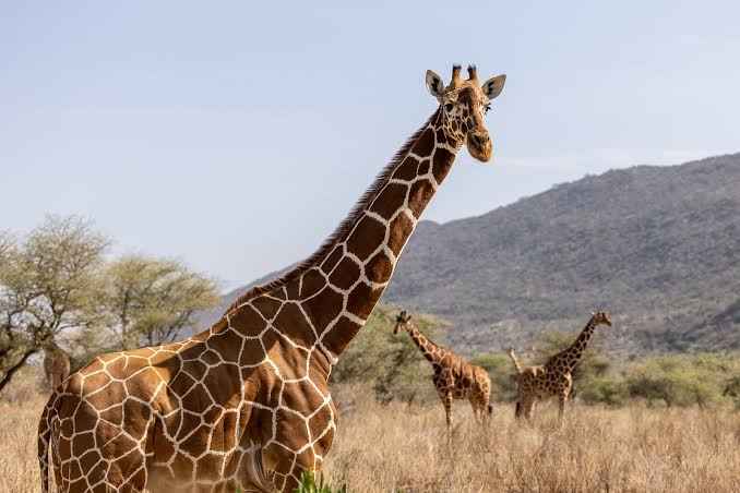6 Day Samburu, Nakuru, Masai Mara Safari