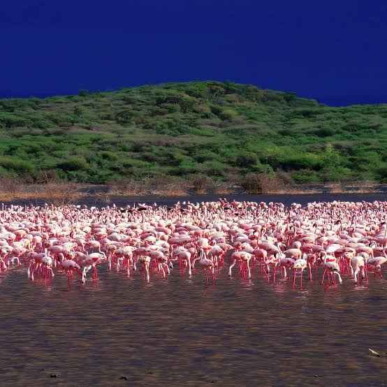 Lake Bogoria