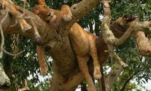 The Wild Heart Of Uganda
