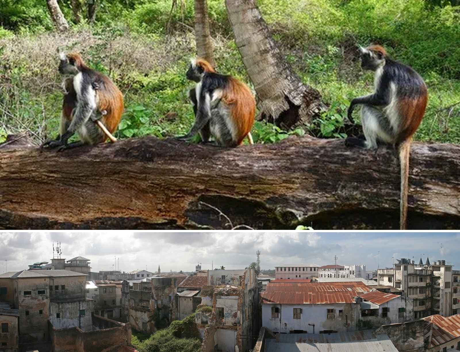 The Historic Heart And Wild Soul Of Zanzibar