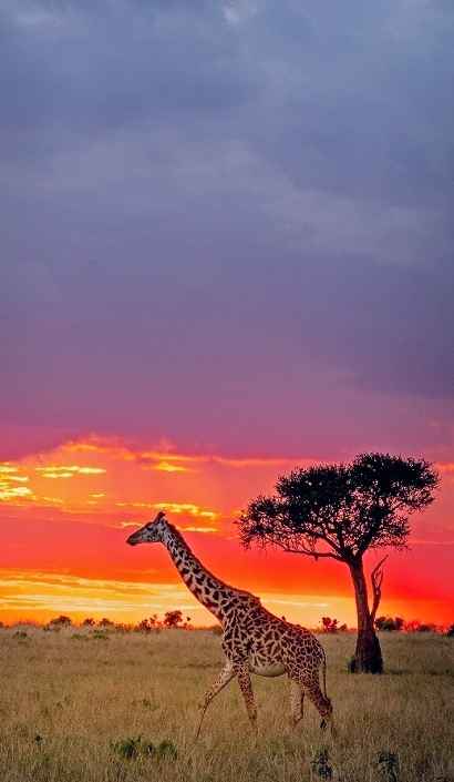 Best Time To Visit Maasai Mara: A Month By Month Guide