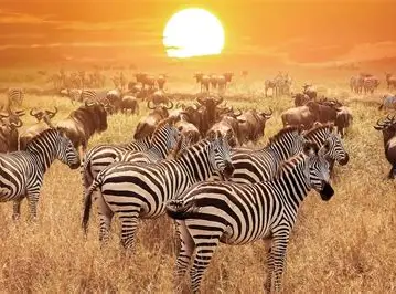 The Best Time To Visit The Serengeti