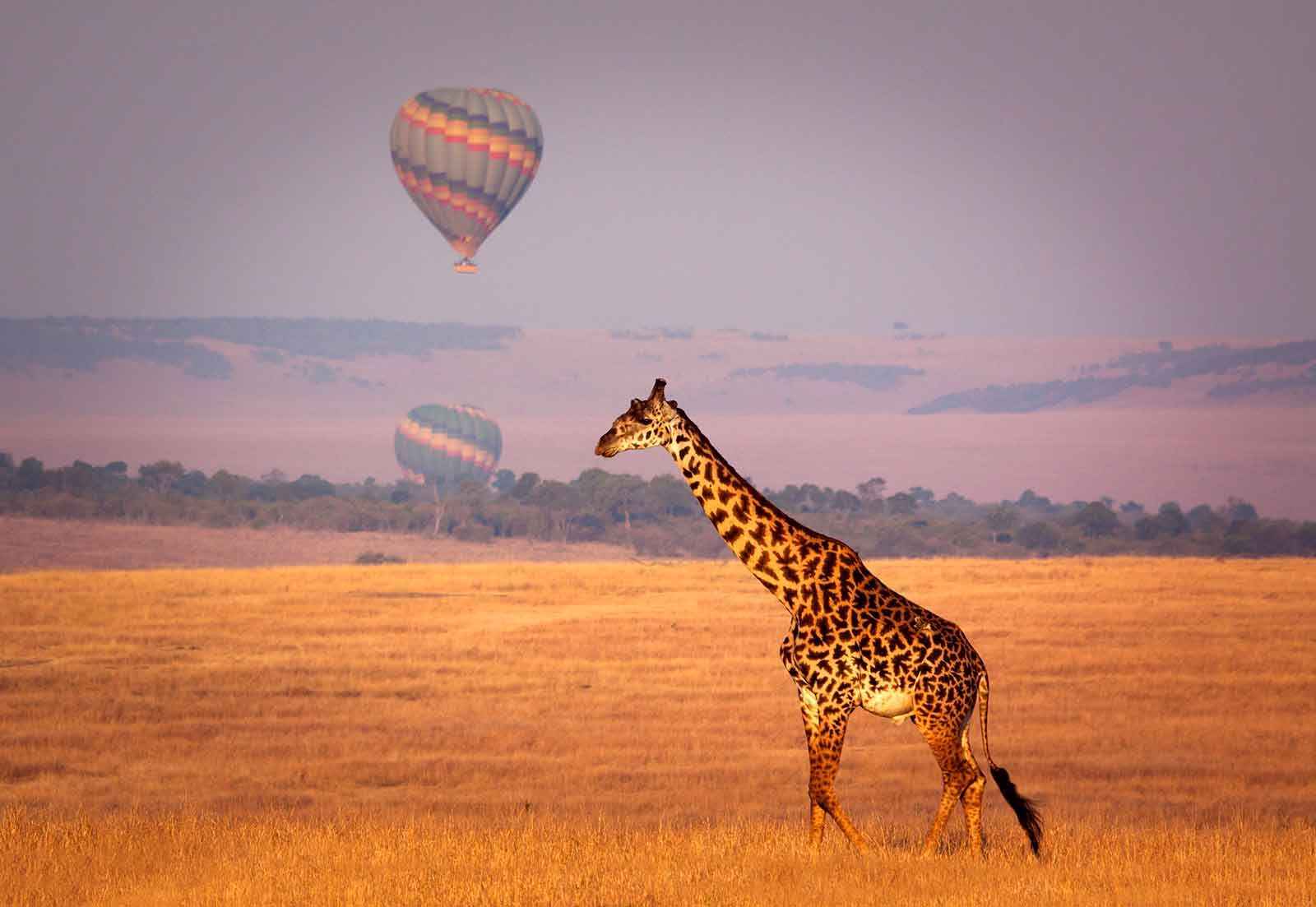 Kenya Safari: What Your First Game Drive Is Really Like