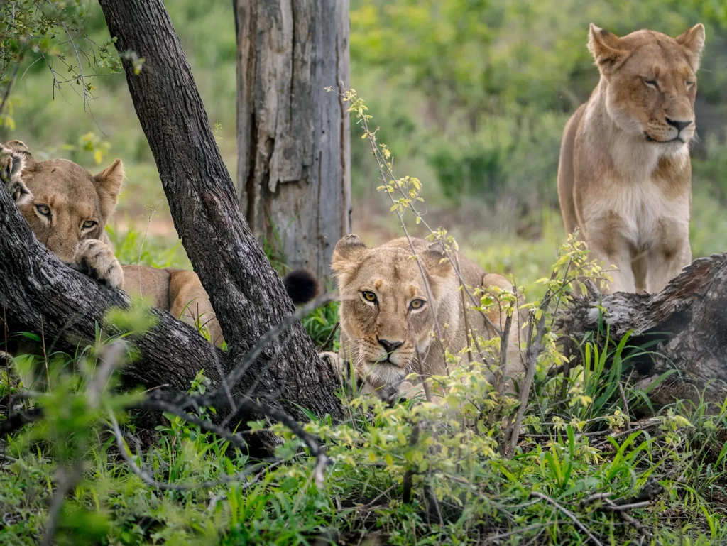 KENYA VS TANZANIA