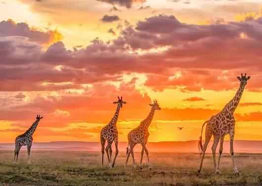 Best Kenya Safari For First Time Visitors