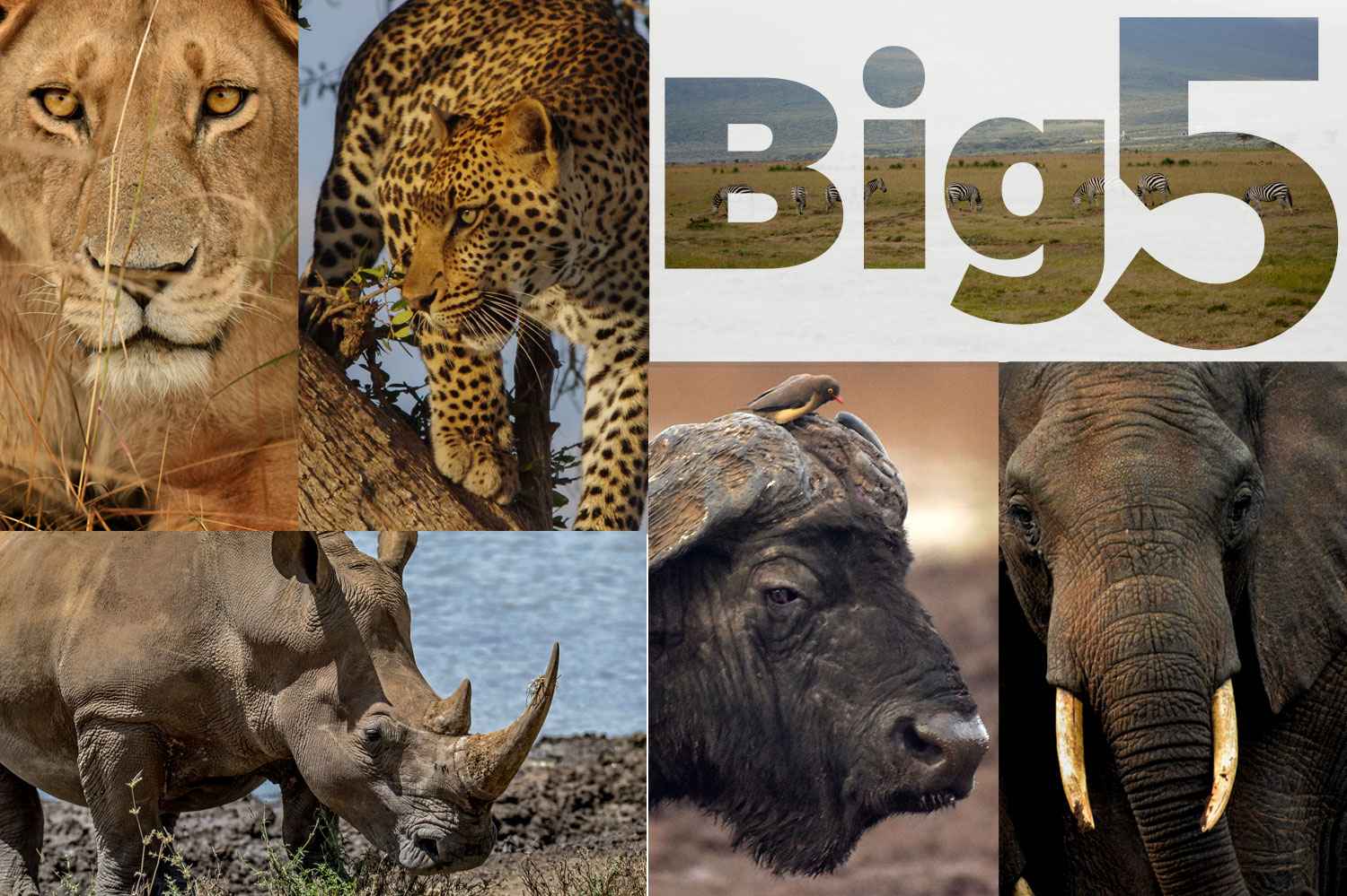 10 Animals In The Maasai Mara And Where To Spot Them