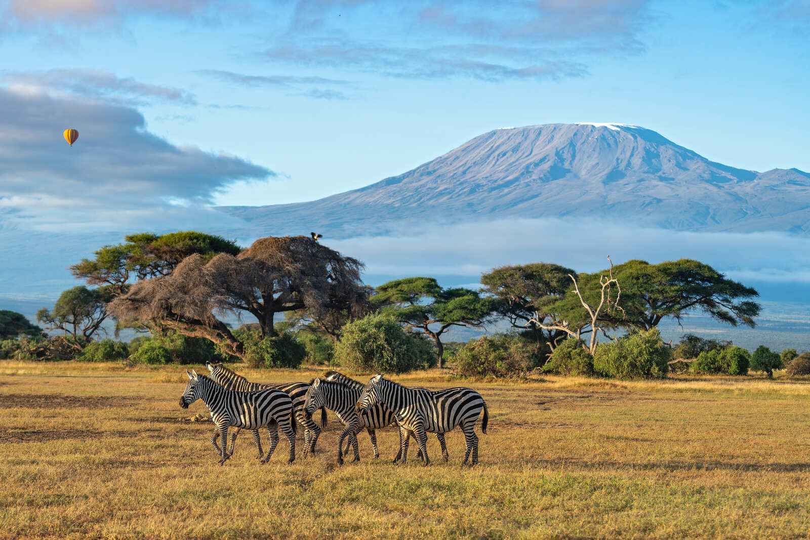 Choosing Between Two Kenyas Favourites Masai Mara And Amboseli